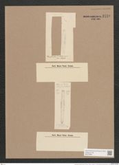 Gomphonema intricatum Kuetz. (de-Toni-Nr.: Genus 37, Species 1741) Zeichnungen Sammlung Grunow Nr. 3440 (NHMW-BOT-W0370983)